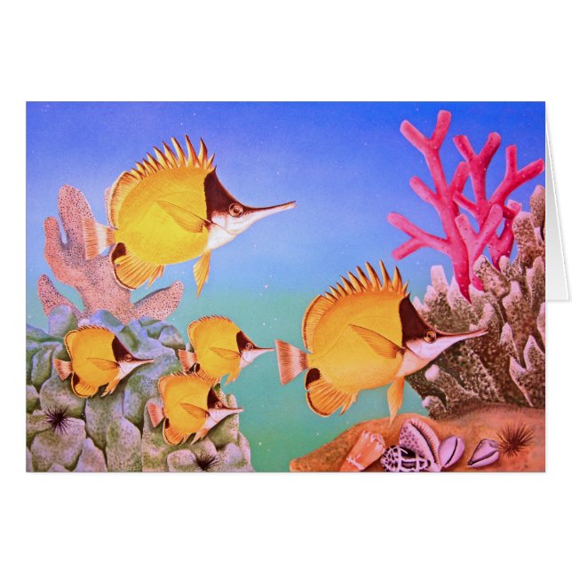 ロングノーズ蝶魚 (正面横)