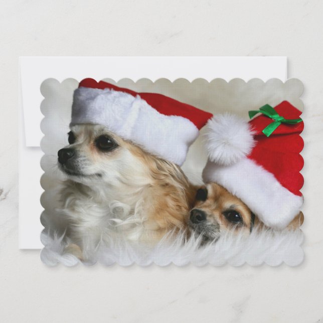 ロングヘアのチワワ (正面)