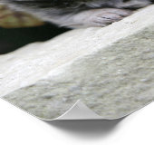 ロングヘアチワフアパピーズ ポスター (角)