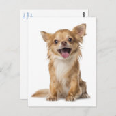 ロングヘアチワホアパピードッググリーティングポストカード ポストカード (正面/裏面)
