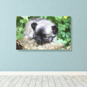 ロングヘアチワホアパピー キャンバスプリント (インサイチュ (ウッドフロア))