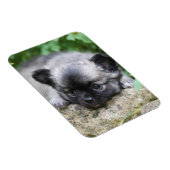 ロングヘアチワホアパピー マグネット (右側)