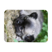 ロングヘアチワホアパピー マグネット (横)