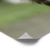 ロングヘアチワホアヘッドショット1 ポスター (角)