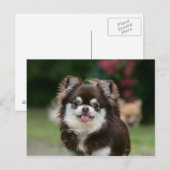 ロングヘアチワホアヘッドショット1 ポストカード (正面/裏面)