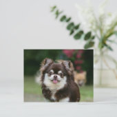 ロングヘアチワホアヘッドショット1 ポストカード (スタンド正面)