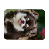 ロングヘアチワホアヘッドショット1 マグネット (横)