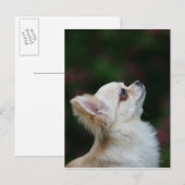 ロングヘアチワホアヘッドショット2 ポストカード (正面/裏面)