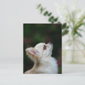 ロングヘアチワホアヘッドショット2 ポストカード (スタンド正面)