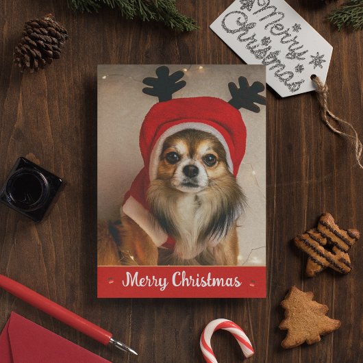 ロングヘアチワワ ペット おもしろ かわいい 犬 クリスマス