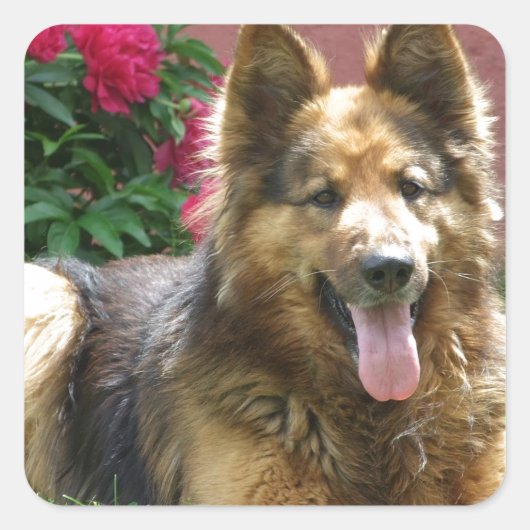 ロングヘアドイツの羊飼い スクエアシール (正面)