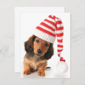 ロングヘアドチャンドパピー ポストカード (正面/裏面)