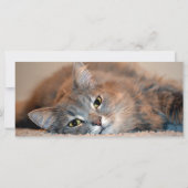 ロングヘアブルーロシアのキャットバイシャーリー・テイラー (裏面)