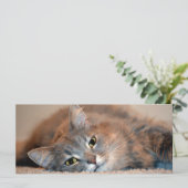 ロングヘアブルーロシアのキャットバイシャーリー・テイラー (スタンド正面)