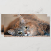 ロングヘアブルーロシアのキャットバイシャーリー・テイラー (正面/裏面)