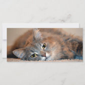 ロングヘアブルーロシアのキャットバイシャーリー・テイラー (正面)