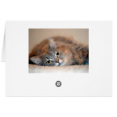 ロングヘアブルーロシアのキャットバイシャーリー・テイラー (裏面横)