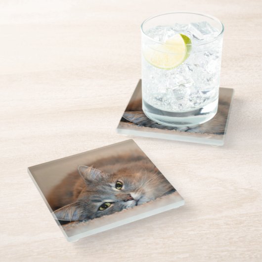 ロングヘアブルーロシアのキャットバイシャーリー・テイラー ガラスコースター (アングル)