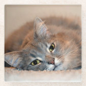 ロングヘアブルーロシアのキャットバイシャーリー・テイラー ガラスコースター (正面)