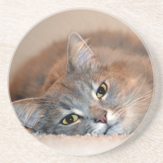 ロングヘアブルーロシアのキャットバイシャーリー・テイラー コースター (正面)