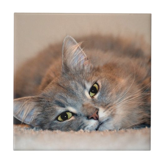 ロングヘアブルーロシアのキャットバイシャーリー・テイラー タイル (正面)