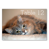 ロングヘアブルーロシアのキャットバイシャーリー・テイラー テーブルナンバー (裏面)