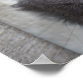 ロングヘアロシアのブルーキャット ポスター (角)