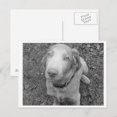 ロングヘアワイマラナー ポストカード (正面/裏面)