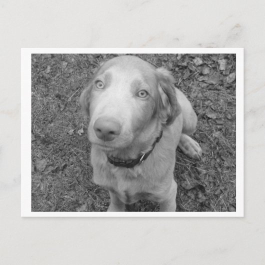 ロングヘアワイマラナー ポストカード (正面)