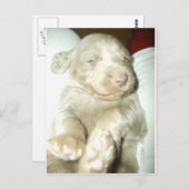 ロングヘド・アップ・ワイマラン ポストカード (正面/裏面)