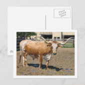 ロングホーンは友達で、食べ物ではない（色） ポストカード (正面/裏面)