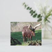 ロングホーンカウズ3 ポストカード (スタンド正面)