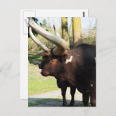 ロングホーンカウズ7 ポストカード (正面/裏面)