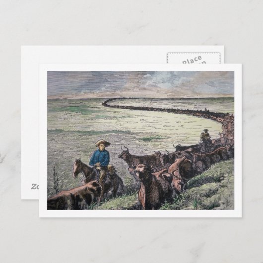 ロングホーン牛がテキサス州からアブリーネまで車で行く ポストカード (正面/裏面)