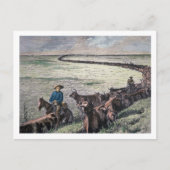 ロングホーン牛がテキサス州からアブリーネまで車で行く ポストカード (正面)