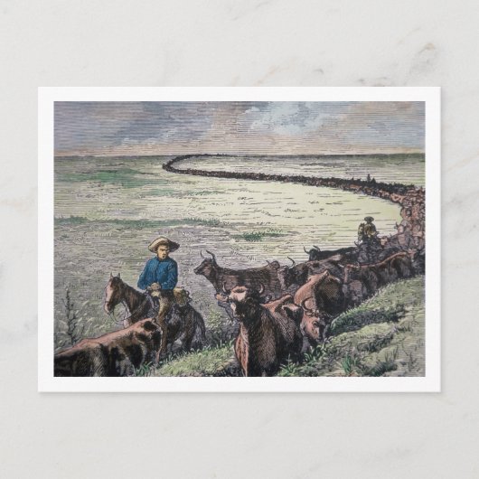 ロングホーン牛がテキサス州からアブリーネまで車で行く ポストカード (正面)