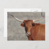 ロングホーン牛が鼻をなめている ポストカード (正面/裏面)