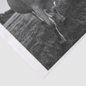 ロングホーン牛の白黒フォトプリントの切り離し 薄葉紙 (詳細)