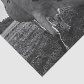 ロングホーン牛の白黒フォトプリントの切り離し 薄葉紙 (詳細)