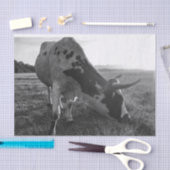 ロングホーン牛の白黒フォトプリントの切り離し 薄葉紙 (クラフト)