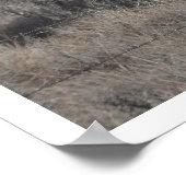 ロングホーン牛 ポスター (角)