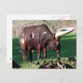 ロングホーン牛 ポストカード (正面/裏面)