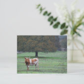 ロングホーン牛 ポストカード (スタンド正面)