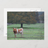ロングホーン牛 ポストカード (正面/裏面)