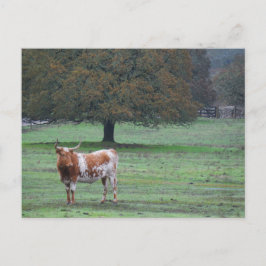 ロングホーン牛 ポストカード