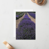 ロングラベンダーの列 ノートカード (正面/裏面インサイチュ)