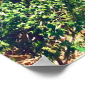 ロングリーフノーザンビーチシドニー ポスター (角)