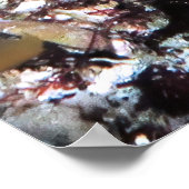 ロング・ノーズ・ホクフィッシュ ポスター (角)