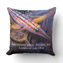 ロング・ノーズ・ホークフィッシュ