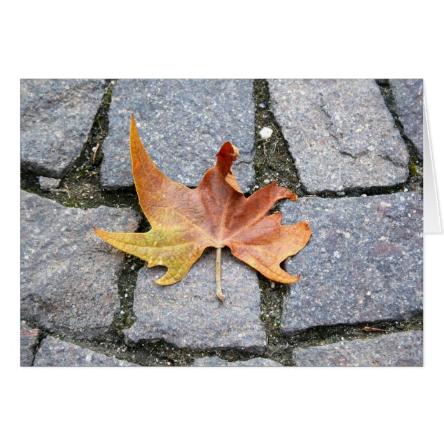 ロンドンの平らな木の葉 (正面横)